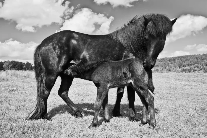 Black icelandic horse with her suckling foal