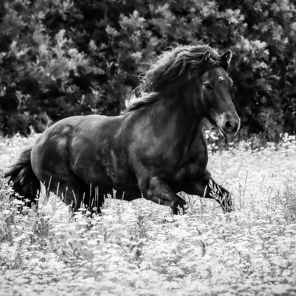 Black Icelandic horse running trough white flowers
