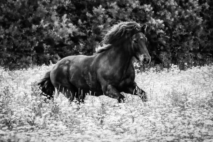 Black Icelandic horse running trough white flowers