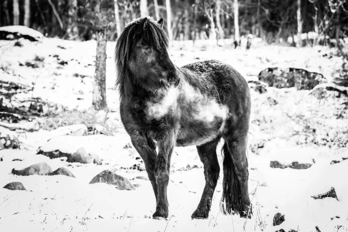 Black Icelandic horse with white breath against body in winter