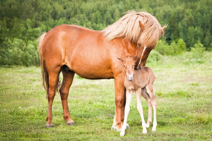 Chestnut Icelandic horse nuzzling her newborn foal