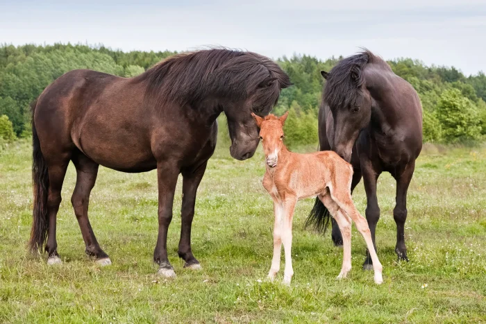 Newborn Icelandic horse foal with two black mares