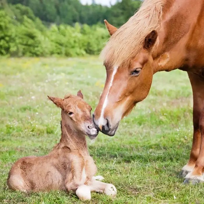 Chestnut Icelandic horse mare greeting her newborn foal