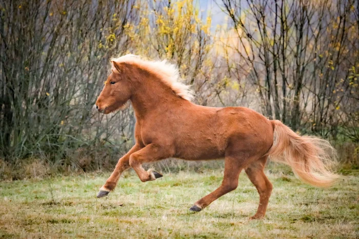 Chestnut Icelandic horse in canter in autumn