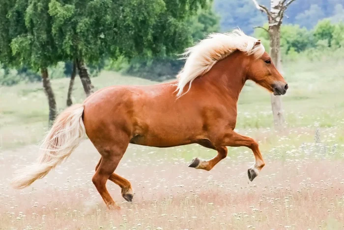 Chestnut Icelandic horse running in summer