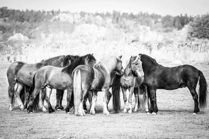 A group of Icelandic horses