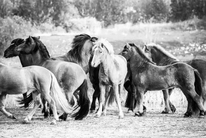 Group of Icelandic horses moving with a yearling standing still in the midle