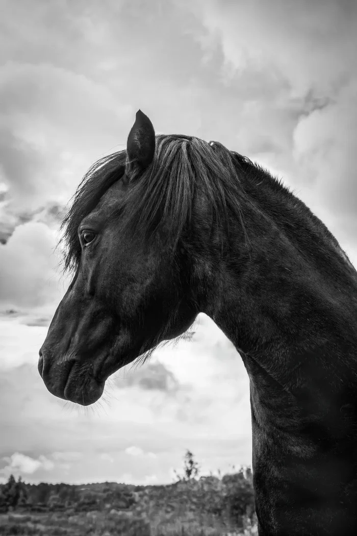 Head of black Icelandic horse against cloudy sky