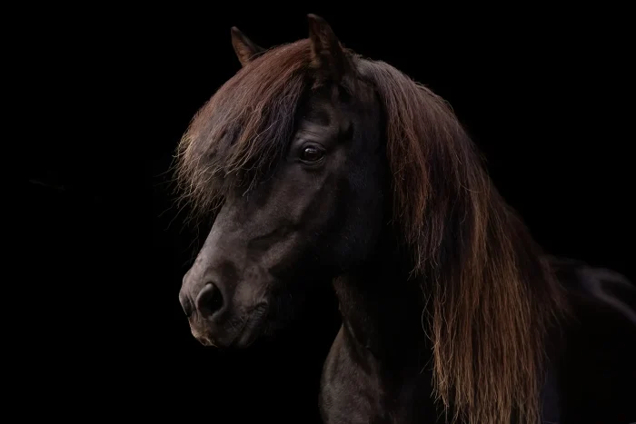 Head of black Icelandic horse with reddish mane on black bacground