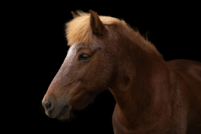 Head of chestnut Icelandic Horse on black background