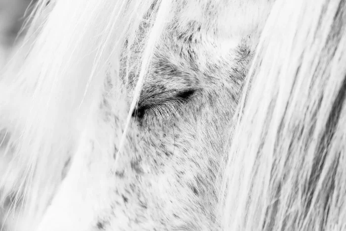 Close-up of white Icelandic horse with closed eye