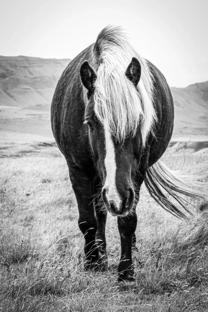 Silver dapple Icelandic Horse walking towards viewer