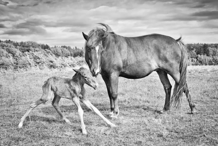 Chestnut Icelandic horse mare with her newborn foal standing for the first time