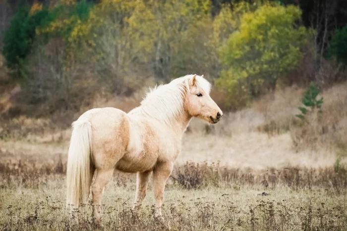 Palomino Icelandic horse in autumn
