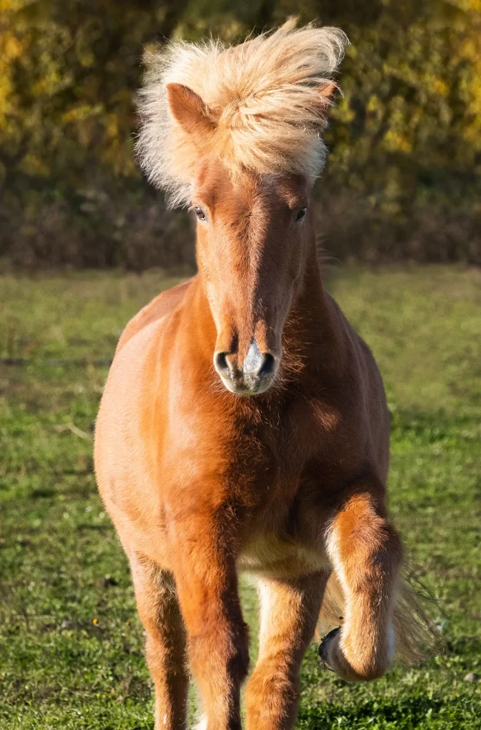 Chestnut Icelandic horse galloping towards us