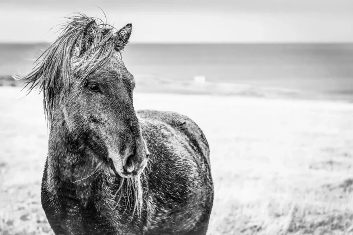 Roan Icelandic horse in front of the sea in Iceland