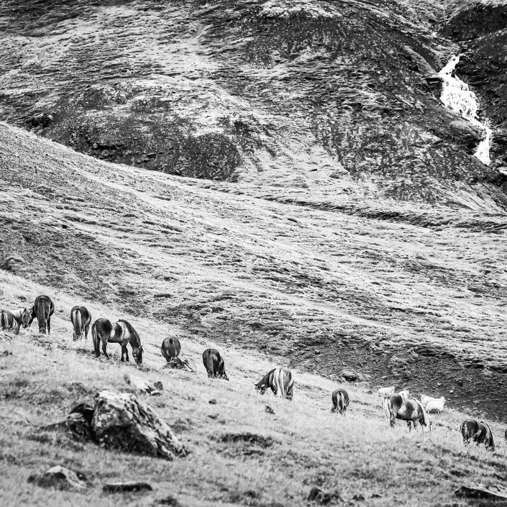 View of Icelandic horses in a row in mountains in Iceland