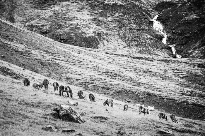View of Icelandic horses in a row in mountains in Iceland
