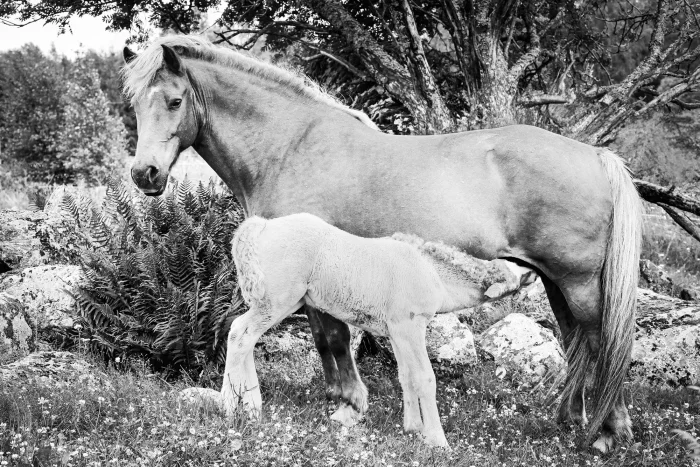 Chestnut icelandic horse mare with suckling foal