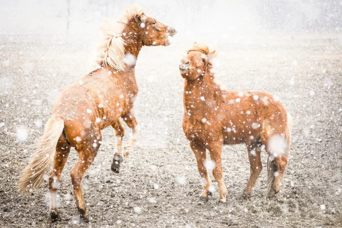 Two chestnut Icelandic horses playing in falling snow